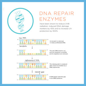 DNA Repair Enzymes