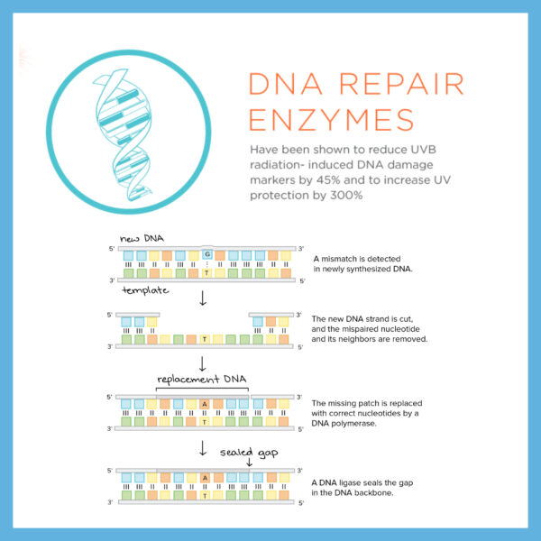 DNA Repair Enzymes