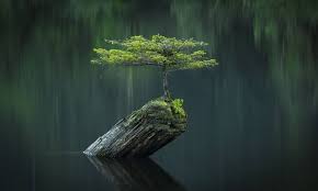 Cọ WNW Large Eyeshadow - Image 13